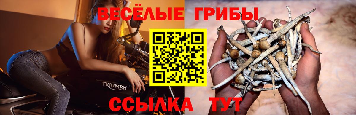 купить наркотик  Псилоцибиновые грибы ЛСД  Вход с VPN  Тихорецк 